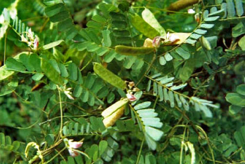 Jigucao